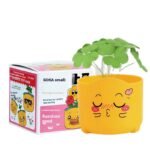 ⁦بوكس النبتة⁩ - الصورة ⁦4⁩