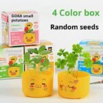 ⁦بوكس النبتة⁩ - الصورة ⁦2⁩